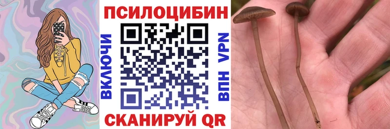 Галлюциногенные грибы Cubensis  как найти наркотики  Ардон 